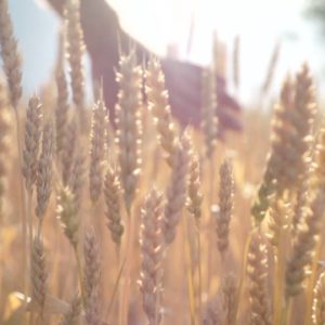 Wheat Field
