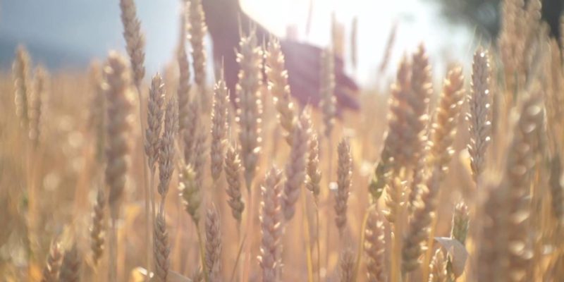 Wheat Field