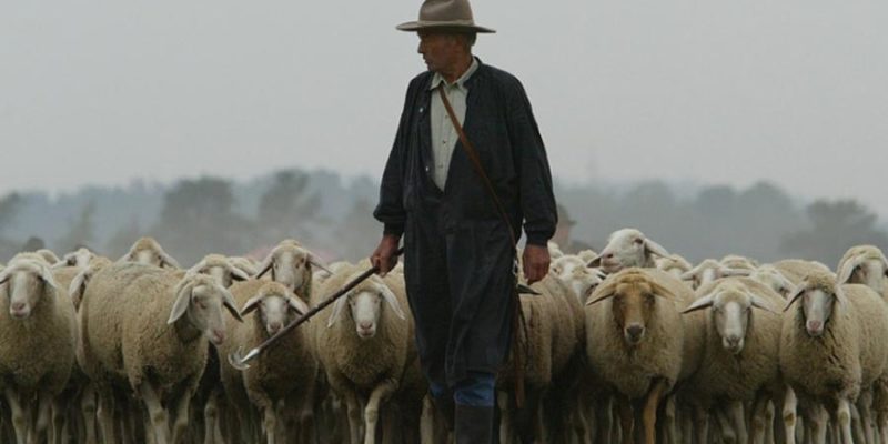 Shepherd Sheep
